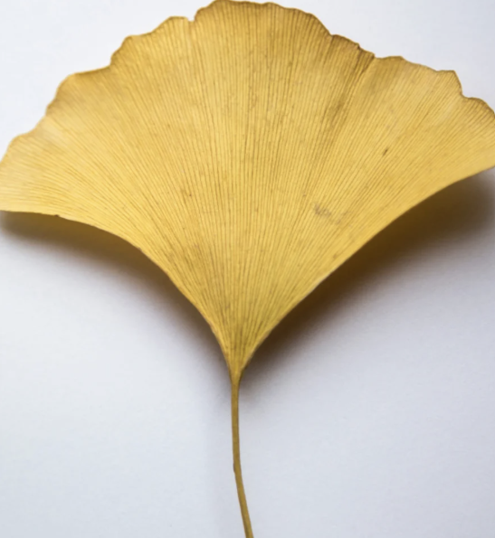 Antioxidant Ginkgo Gel Booster