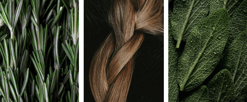 Fresh rosemary sprigs, braided hair, and textured sage leaves representing natural ingredients for hair care.